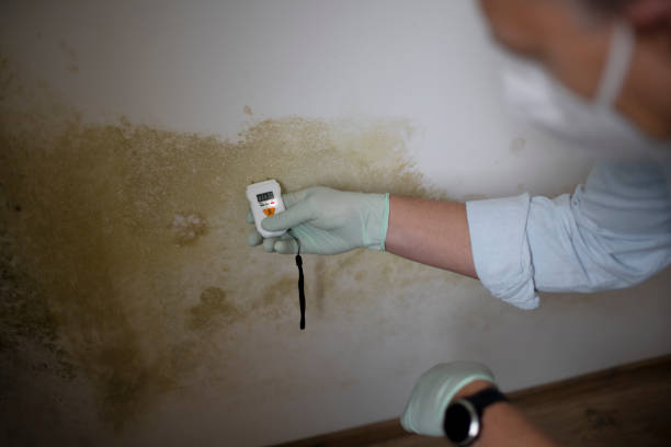 Best Attic Mold Removal  in Fremont, NE