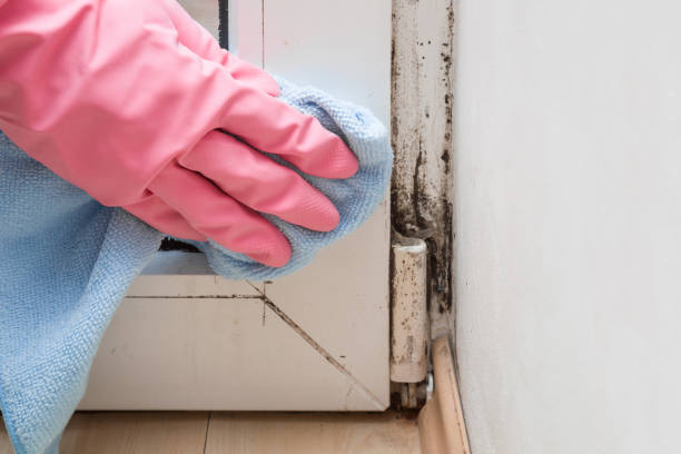 Best Mold Cleaning Services  in Fremont, NE